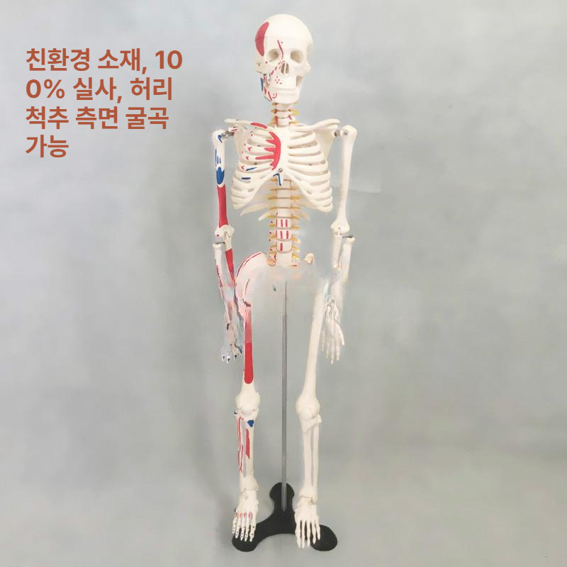 인체 골격 모형 척추 관절 근육 해부학 교육용 전신 해골 학습 모델 - 상세 이미지 2