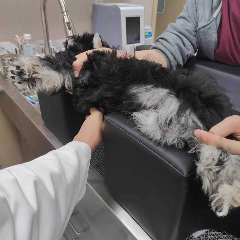 패드 고양이 수술용 개 반려동물 다기능 프로브 쿠션 동물병원 초음파매트 심장 - 상품 이미지