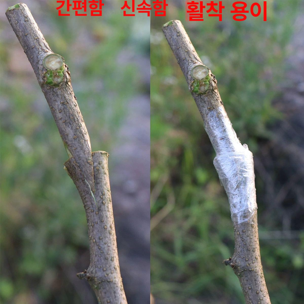 원예용 접목가위 전정가위 전지가위 정원 가지치기 원예공구 분재 작업가위 조경가위 - 상세 이미지 3