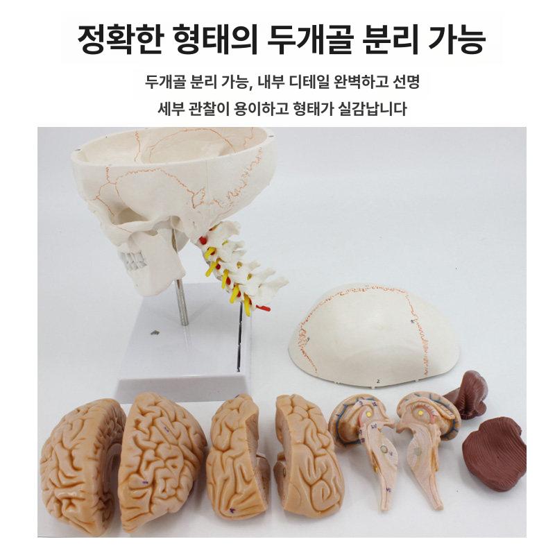 해부학 두개골모형 분리 교육 뼈 모형 인체모형 모델 의학 두개골 뇌모형 교육용 미니 뇌 - 상세 이미지 5