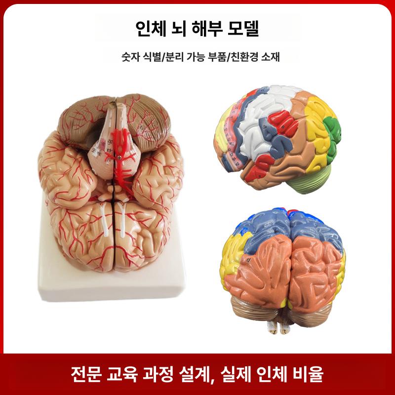 해부학 뇌 교육 모형 실제 크기 혈관 신경 조립식 과학 교구 학습 실습용 대뇌 교보재 - 상세 이미지 4