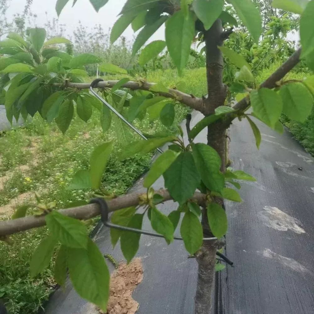 과일나무 고정핀 식물 지주대 과수원 농업용 나무가지 클립 지지대 줄기 유인기 사과 - 상세 이미지 4