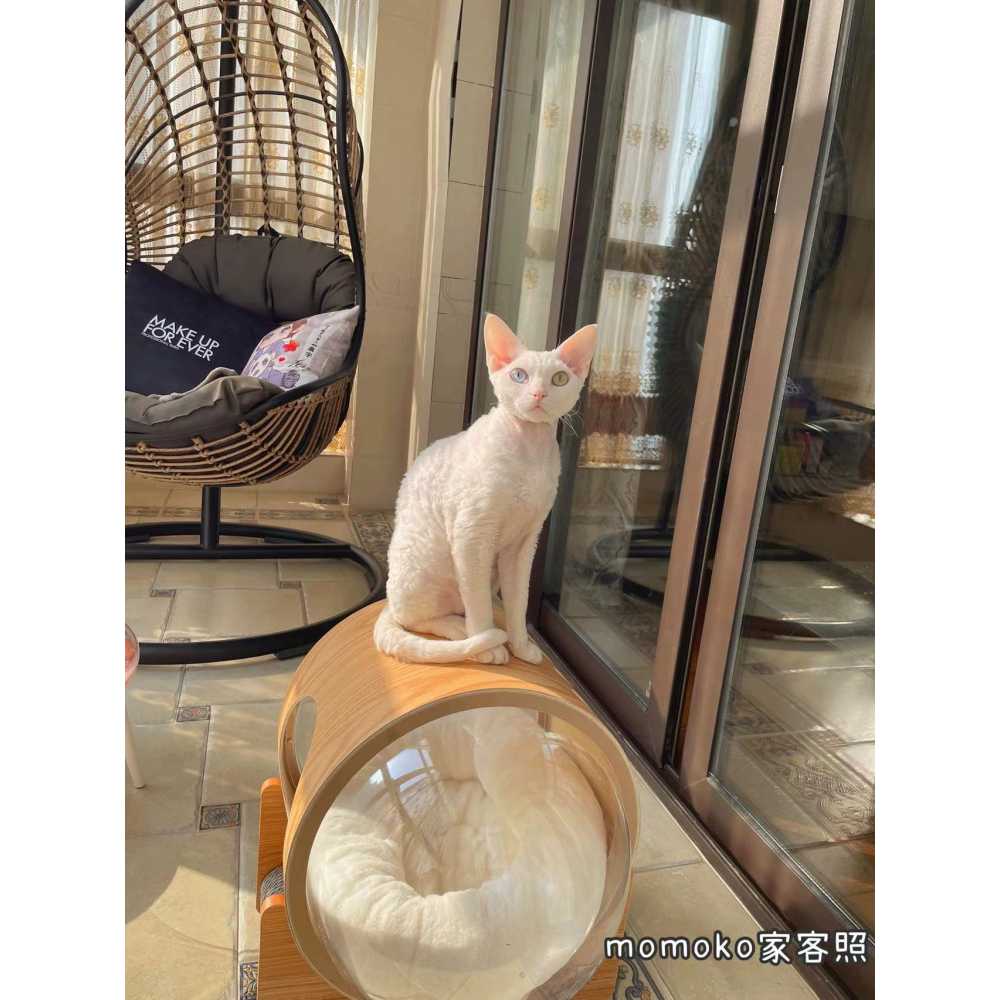 고양이 동굴집 해먹 호텔 투명 반려동물 요람 우주선 숨숨집 애견 아크릴 텐트 베이직 - 상세 이미지 5
