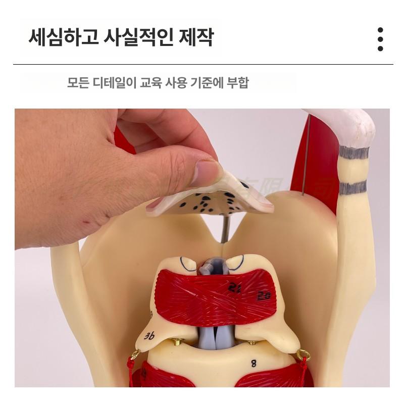 해부학 인체모형 교육용 이비인후과 목구멍 실습 확대 성대모형 해부도 교사용 - 상세 이미지 2