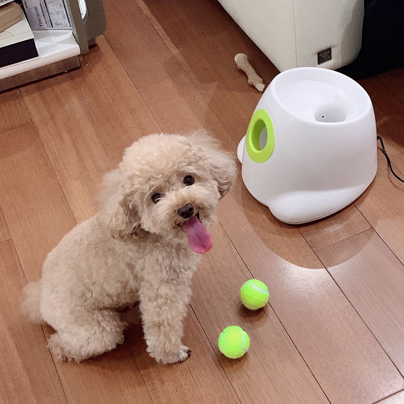 강아지 셀프 머신 애견 볼 운동 움직이는 공놀이 공발사기 반자동 펫토이 테니스공 - 상세 이미지 2
