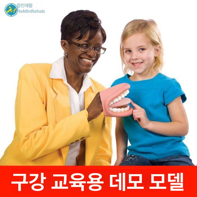 구강모형 치과모형 덴티폼 실습용 이빨모형 구강구조 교육용 덴탈 - 상세 이미지 3