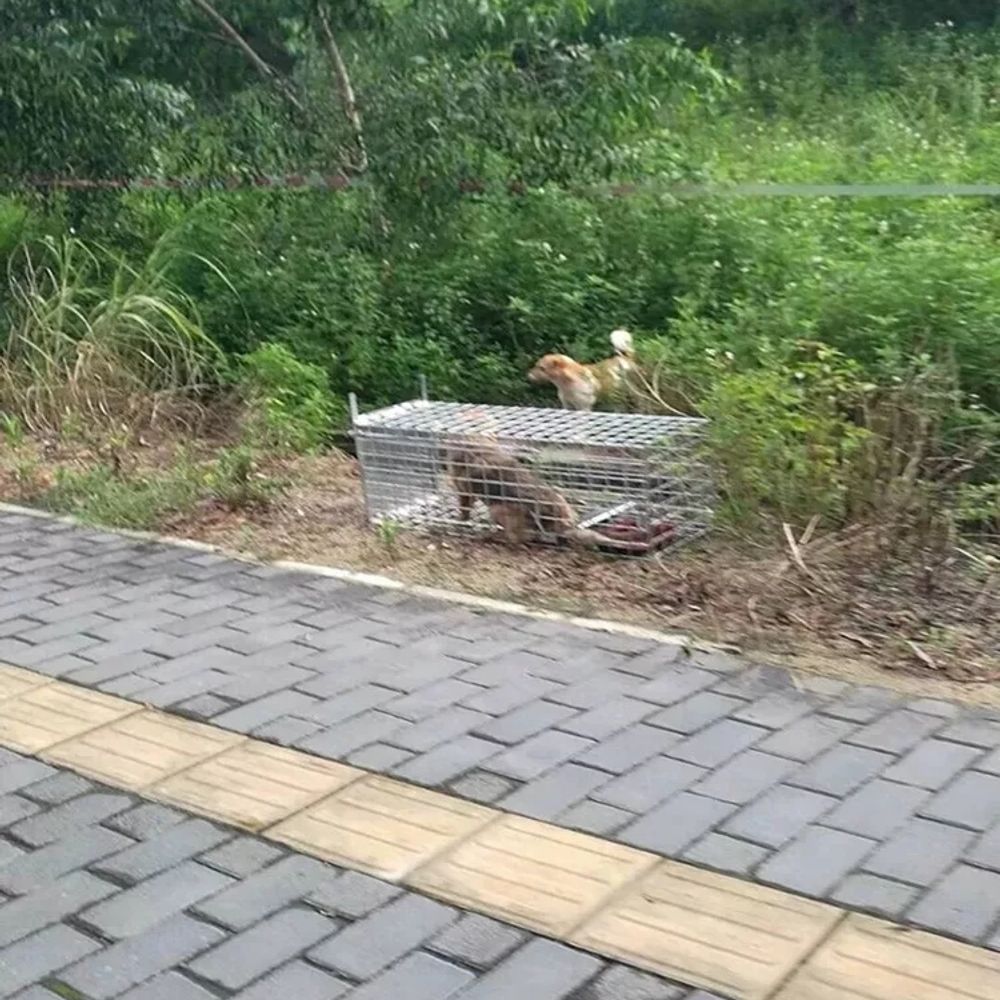들개 대형포획틀 특대형 철망 야생동물 철장 구조망 - 상세 이미지 5