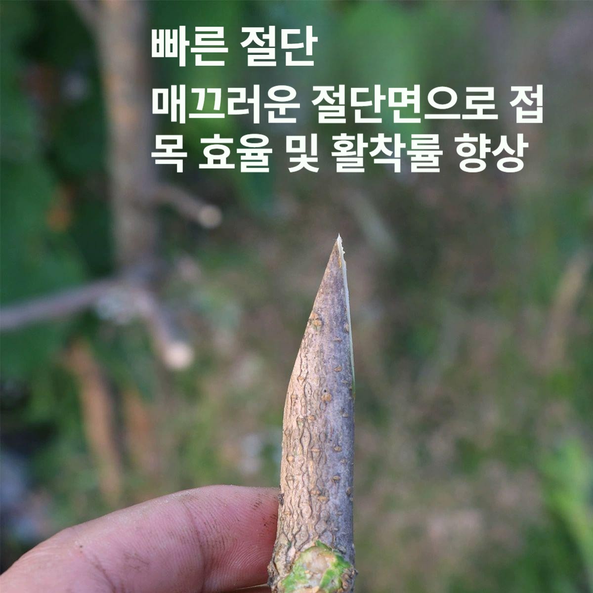 원예용 접목가위 전정가위 전지가위 정원 가지치기 원예공구 분재 작업가위 조경가위 - 상세 이미지 2