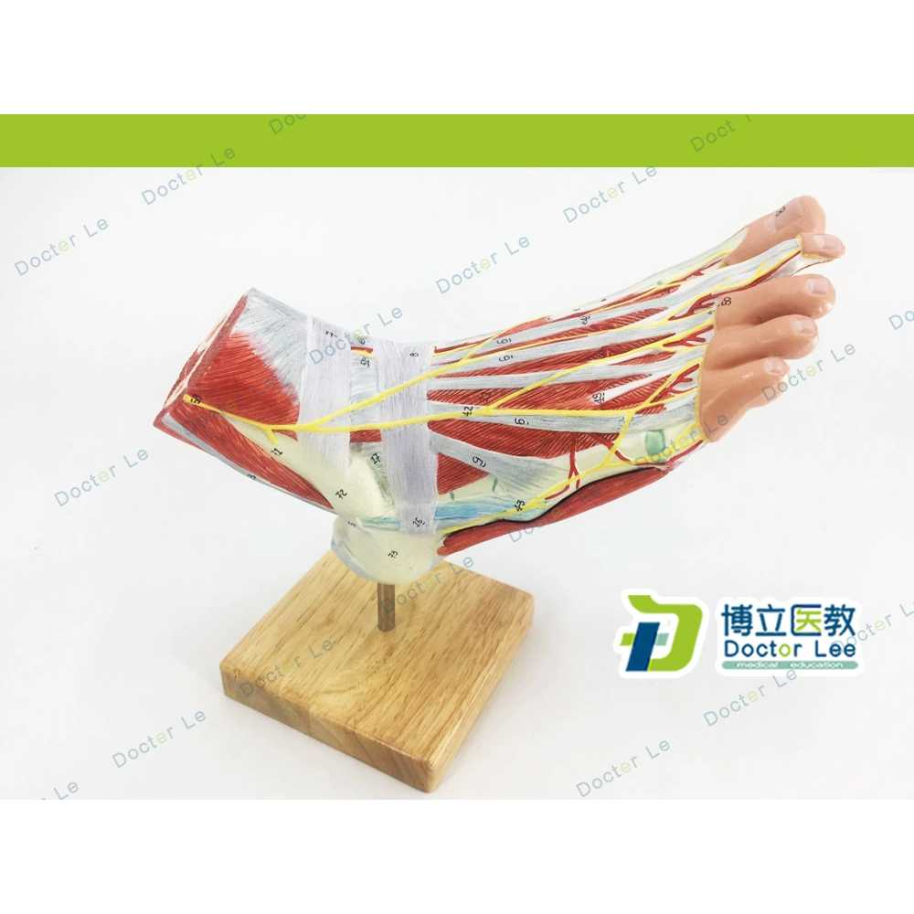 교육용 모델 신경 근육 관절 인간 정형외과 해부모형 해골 발모형 궁형 학습 모양 - 상세 이미지 3