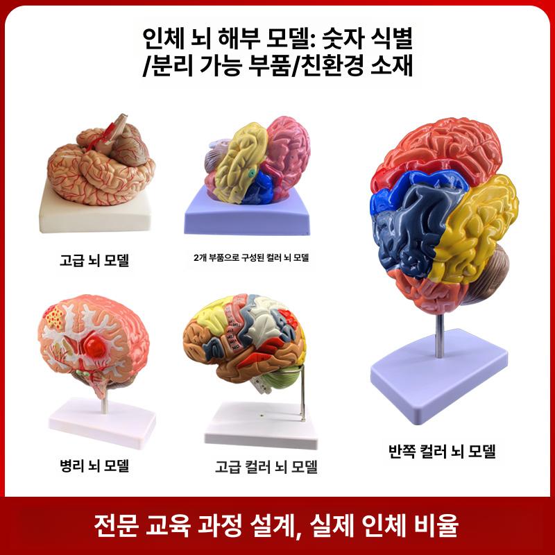 해부학 뇌 교육 모형 실제 크기 혈관 신경 조립식 과학 교구 학습 실습용 대뇌 교보재 - 상세 이미지 2