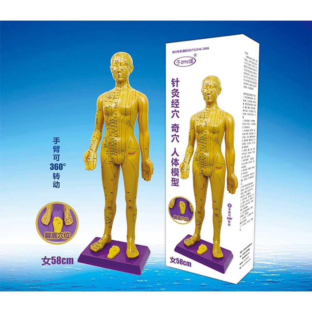 인체 자극 침술 뜸 마사지 한의학 침자리 해부학 인형 모델 교구 신체 근육 - 상세 이미지 3