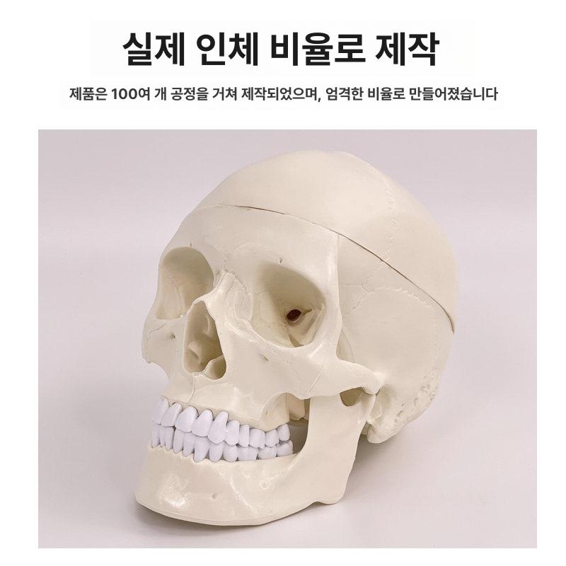 해부학 두개골모형 분리 교육 뼈 모형 인체모형 모델 의학 두개골 뇌모형 교육용 미니 뇌 - 상세 이미지 4