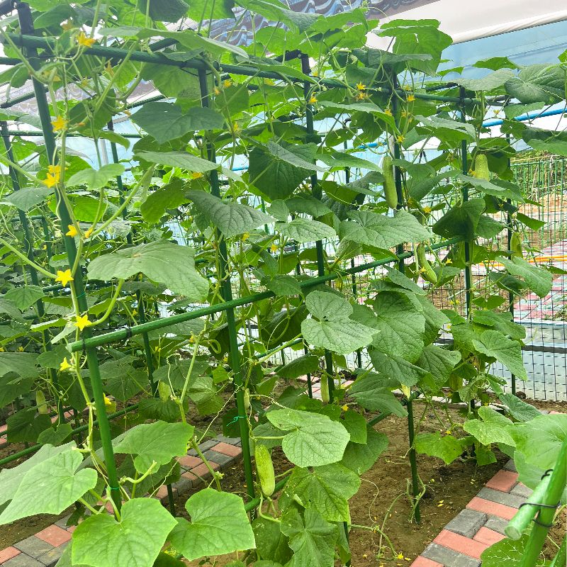 식물지지대 넝쿨 유인용 정원 스탠드 텃밭 채소 재배 거치대 비닐하우스 농업용 자재 - 상세 이미지 5