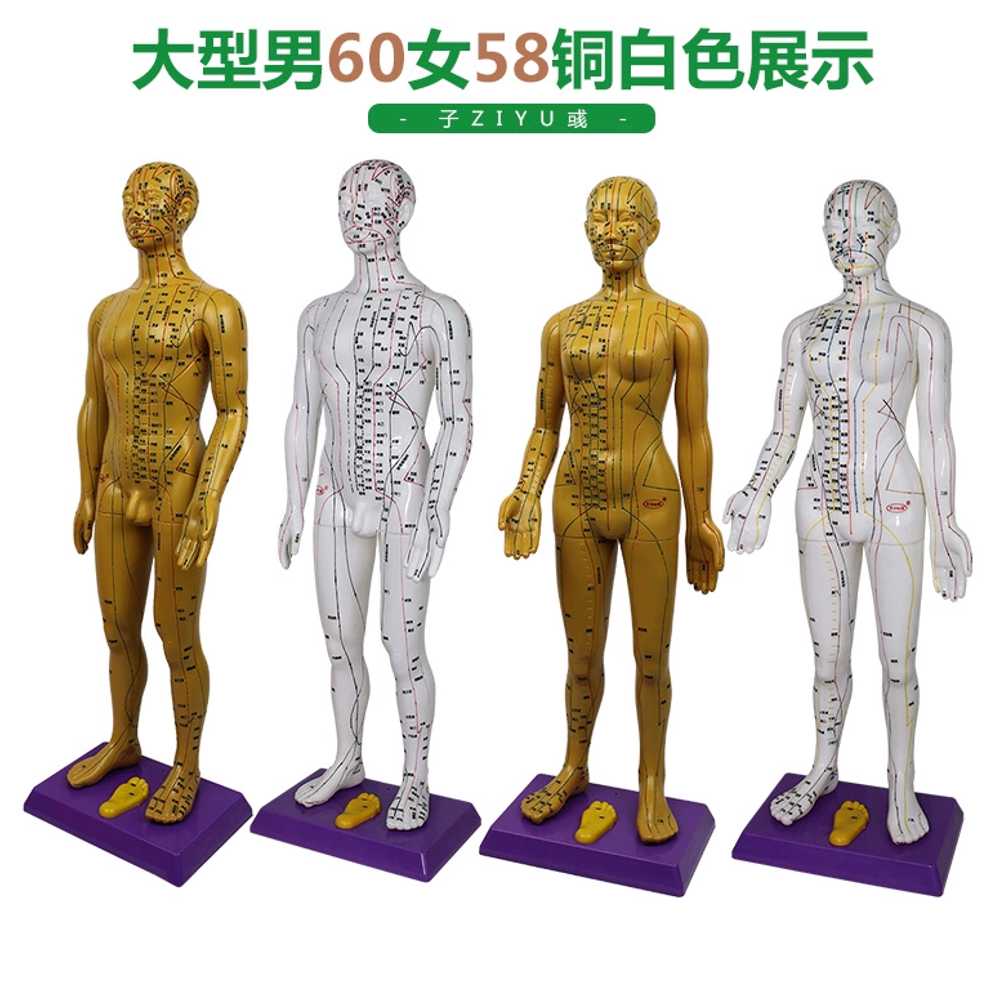 인체 자극 침술 뜸 마사지 한의학 침자리 해부학 인형 모델 교구 신체 근육 - 상세 이미지 5