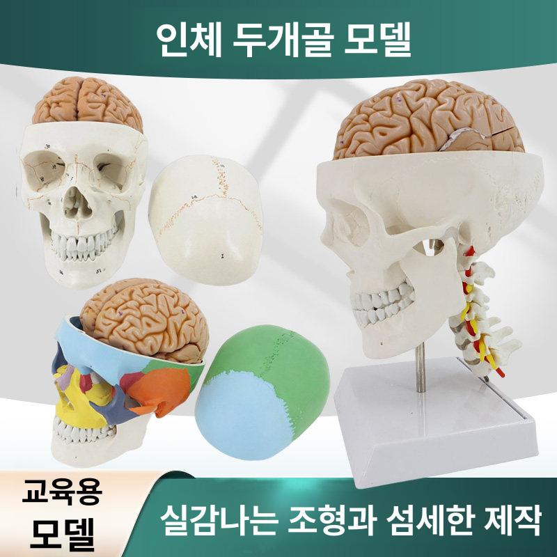 해부학 두개골모형 분리 교육 뼈 모형 인체모형 모델 의학 두개골 뇌모형 교육용 미니 뇌 - 상세 이미지 2