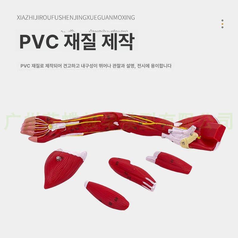 인체 근육모형 해부학 의료 병원 장기 뼈 교육용 실습용 머리 척추 도구 인간 학습용 - 상세 이미지 2