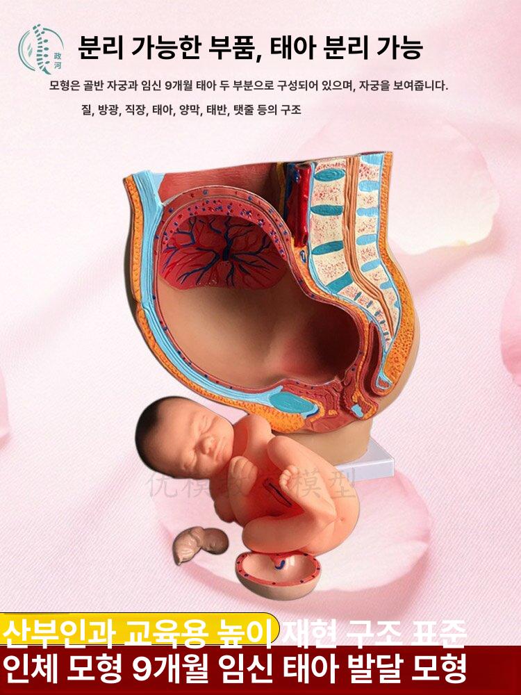임신교육 태아모형 해부학 산모실습 산부인과 교육용 실습용 만삭 분만 병원 - 상세 이미지 2