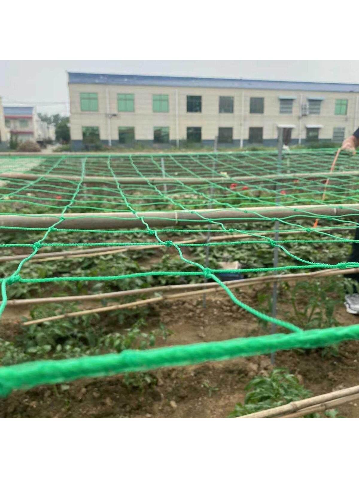 식물지지망 덩굴식물 원예용지지망 채소재배망 토마토오이 나팔꽃 정원가꾸기 - 상세 이미지 2