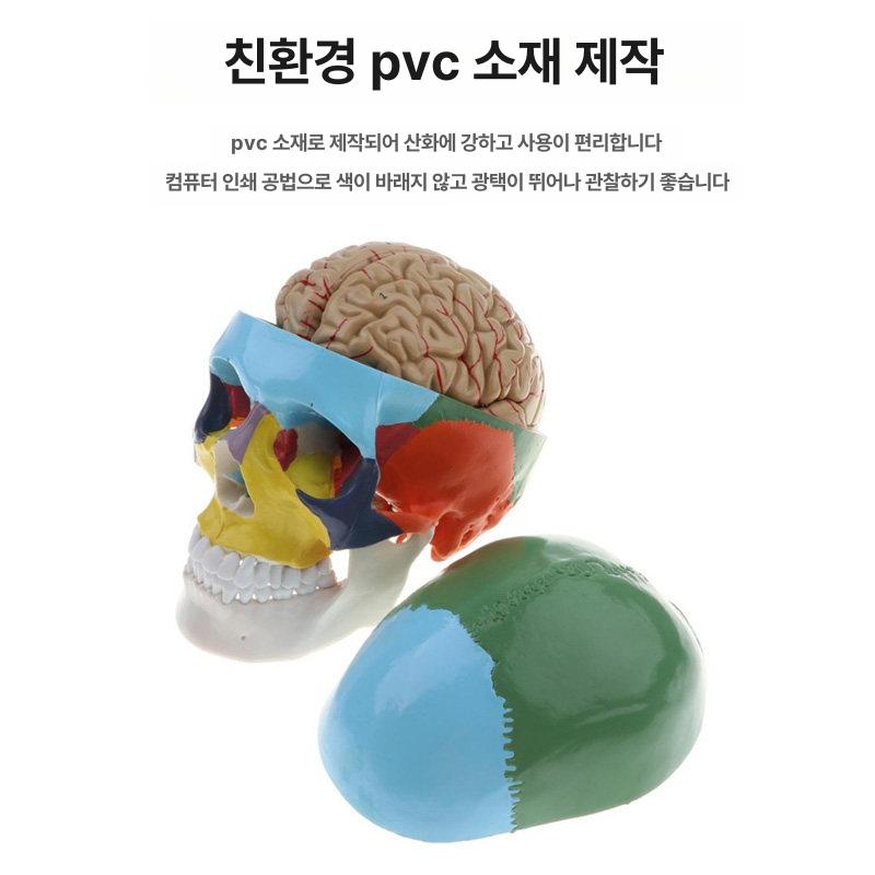 해부학 두개골모형 분리 교육 뼈 모형 인체모형 모델 의학 두개골 뇌모형 교육용 미니 뇌 - 상세 이미지 3