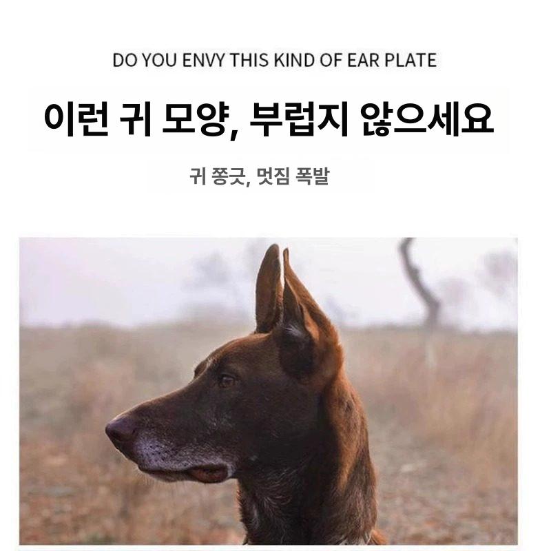 개 귀고정기 성형 패치 귀세우기테이프 엘프귀테이프 엘프귀스티커 귀모양교정 접힌귀 - 상세 이미지 3