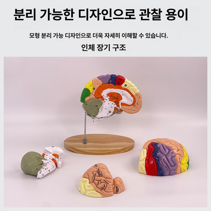 해부학 인체모형 분리 머리뼈 뇌구조 컬러 뇌혈관 해골모형 의학 골격 실습용 표본 - 상세 이미지 3