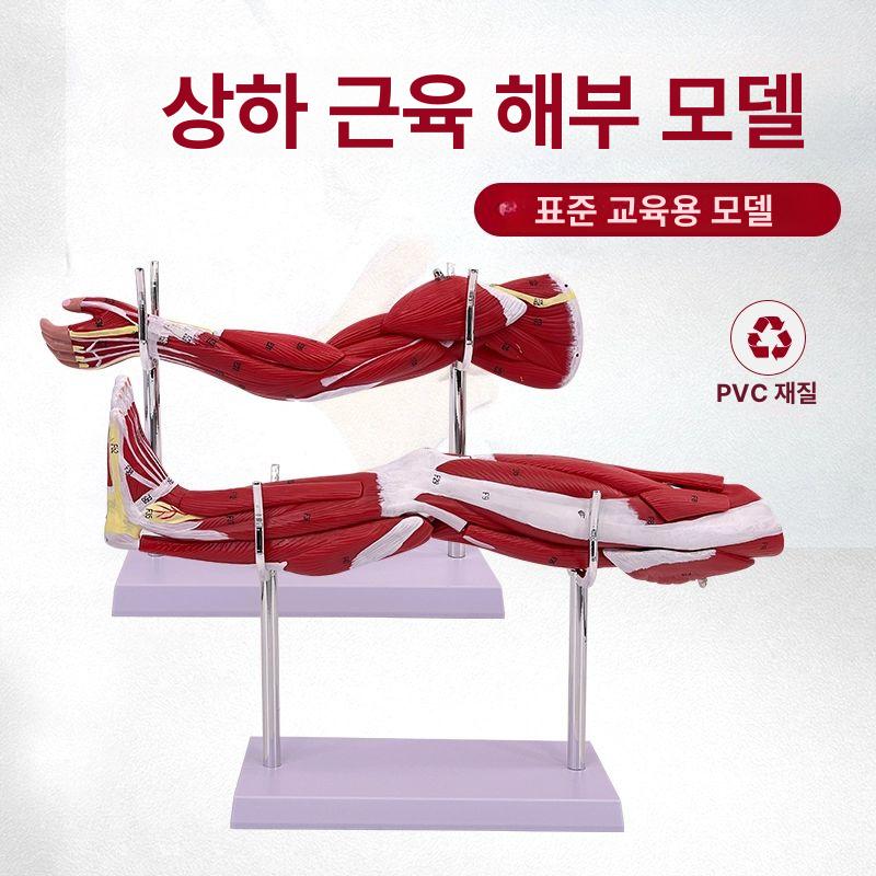 다리 인체모형 혈관 교육용 하체 해부 의대 - 상세 이미지 2
