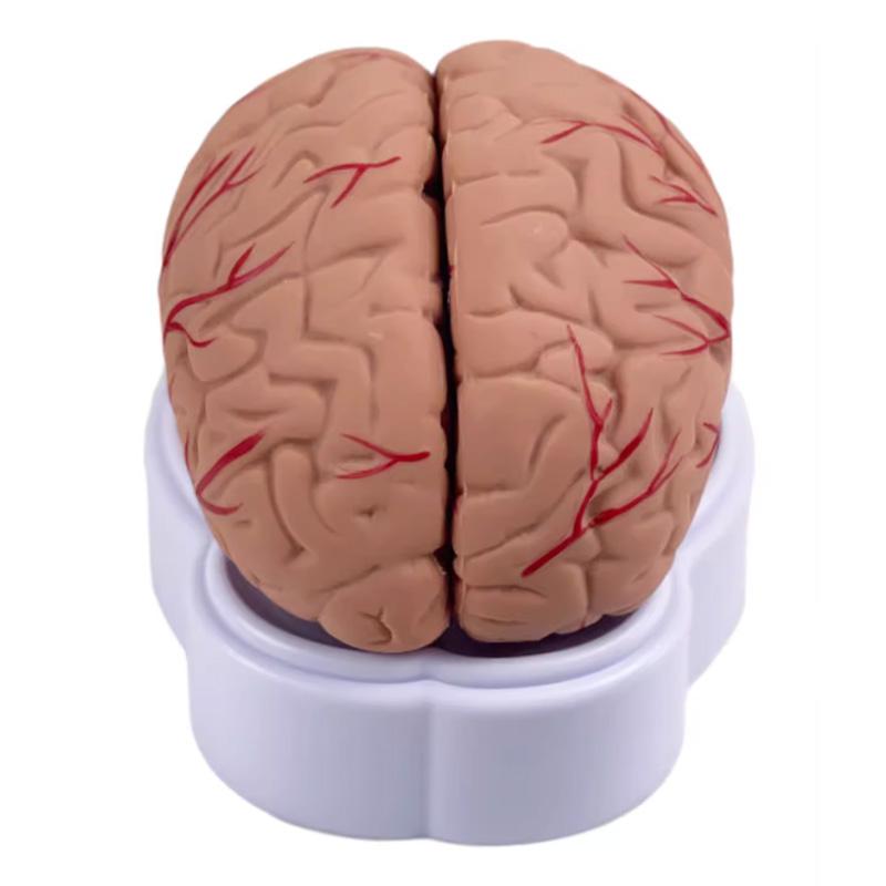 해부학 뇌 교육 모형 실제 크기 혈관 신경 조립식 과학 교구 학습 실습용 대뇌 교보재 - 상품 이미지