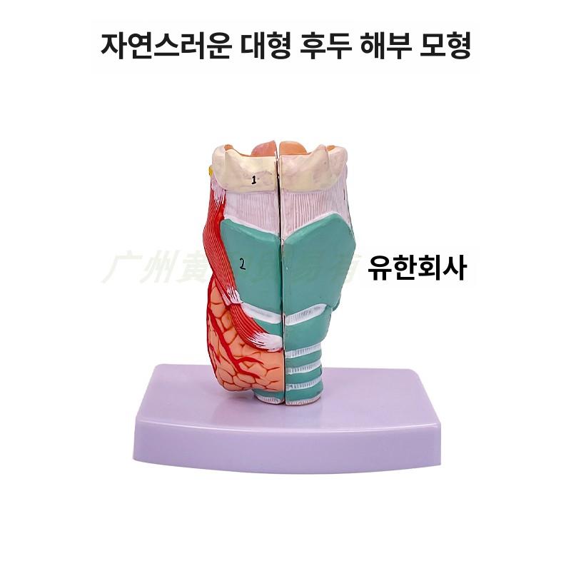 해부학 인체모형 교육용 이비인후과 목구멍 실습 확대 성대모형 해부도 교사용 - 상세 이미지 3