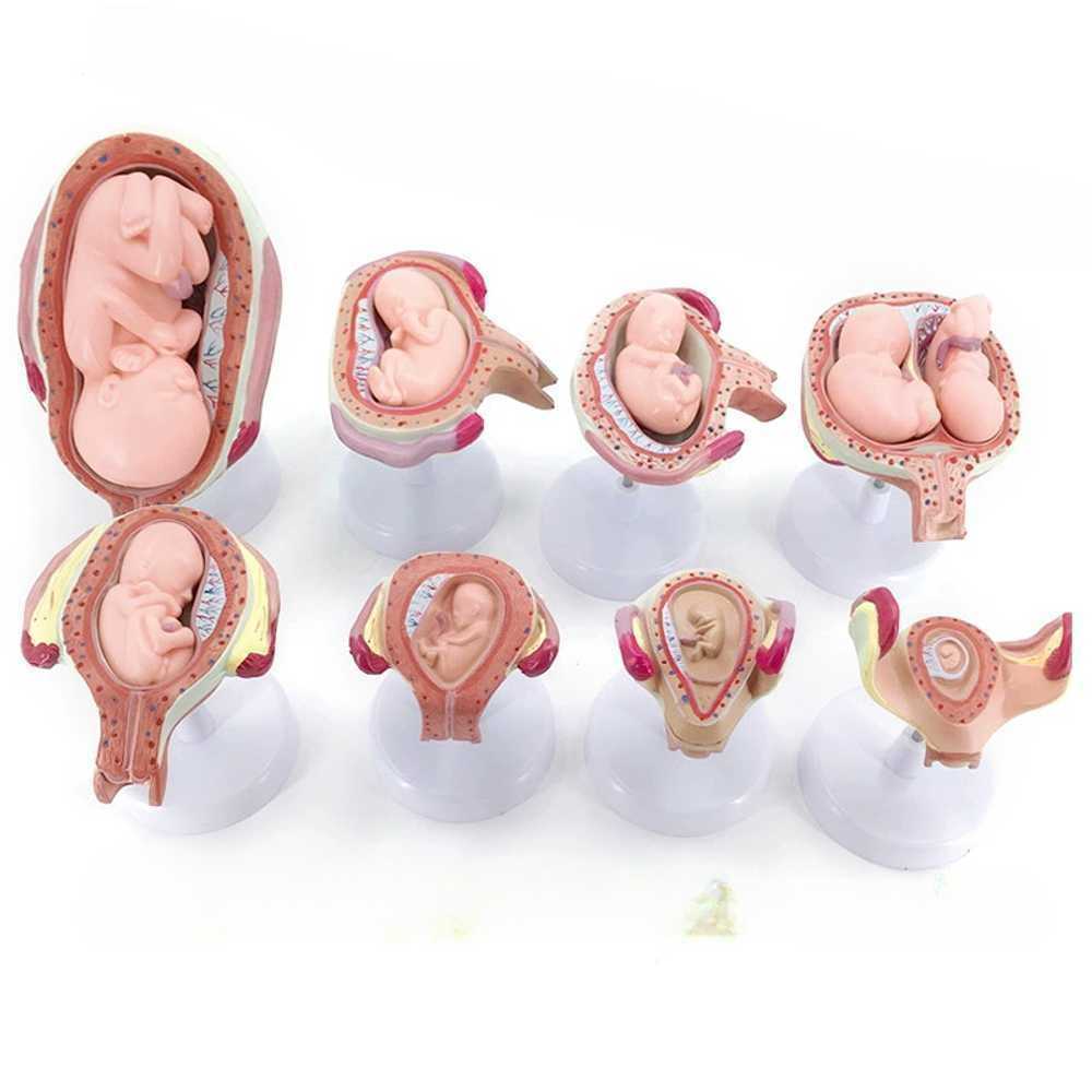자궁 인체 산부인과 의학 출산 모델 보건 과학교구 분만 상품 개월 착상 만삭태아 - 상품 이미지