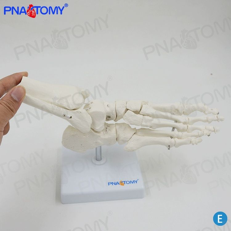 발뼈 뼈모형 인체 교육용 교구 의학 골격 해부 발관절 해골 족골 학습 과학 발목인대 - 상세 이미지 3