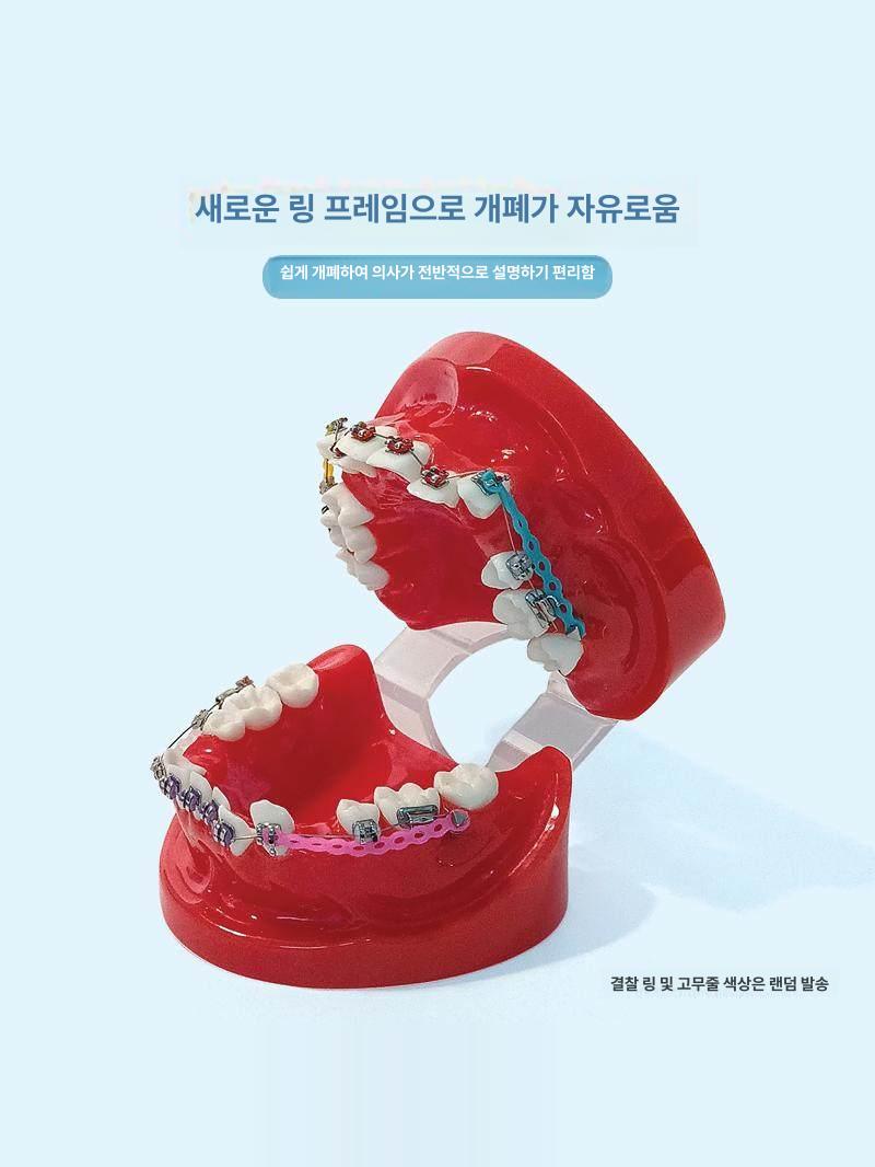 치아모형 치과 해부학 모델 스케일링 브래킷 덴티폼 실습용 교육용 잇몸 - 상세 이미지 3