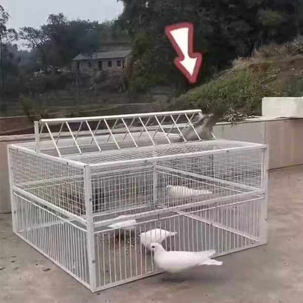 새장 포획망 울타리 사냥 퇴치 야생 비둘기포획틀 포획기 함정 꿩 비둘기덫 유해조류 - 상품 이미지