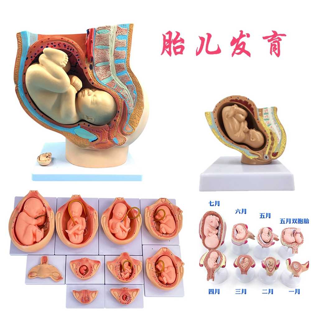자궁 모형 임산부 골반강 인체 배아 만삭태아 여성 실습 교구 학습 난소 성장 보건 - 상세 이미지 2