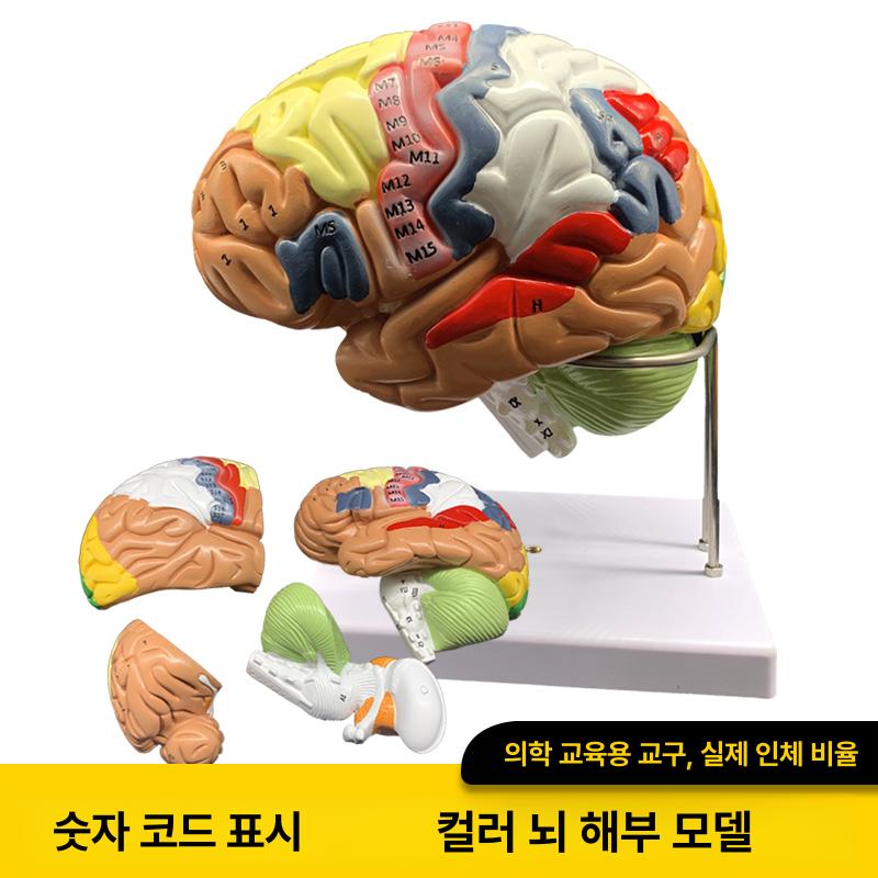 해부학 뇌 교육 모형 실제 크기 혈관 신경 조립식 과학 교구 학습 실습용 대뇌 교보재 - 상세 이미지 3