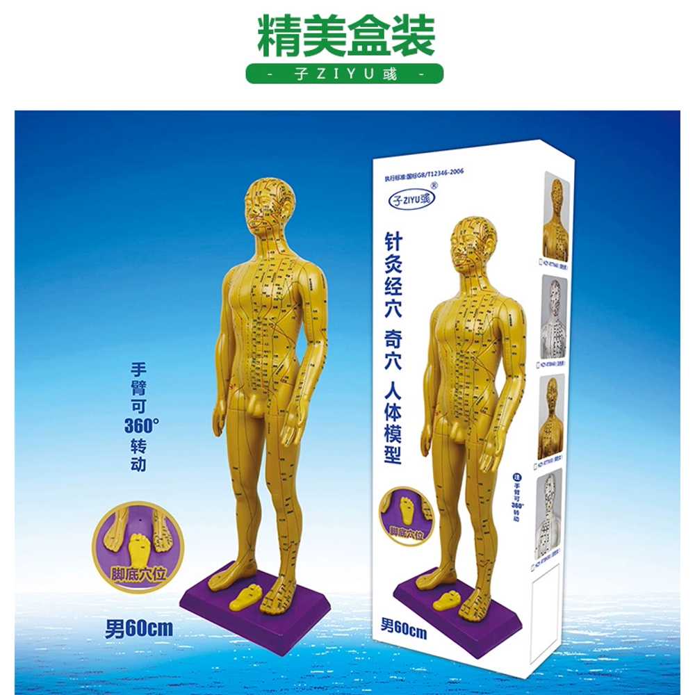 인체 자극 침술 뜸 마사지 한의학 침자리 해부학 인형 모델 교구 신체 근육 - 상세 이미지 2