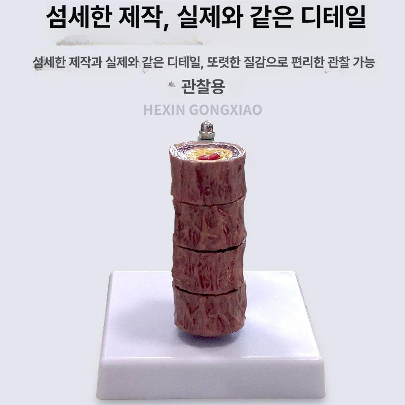 교구 심혈관모형 해부학 교육용 실습 모델 구조 의대 동맥경화 보건 정맥 심장모형 - 상세 이미지 2