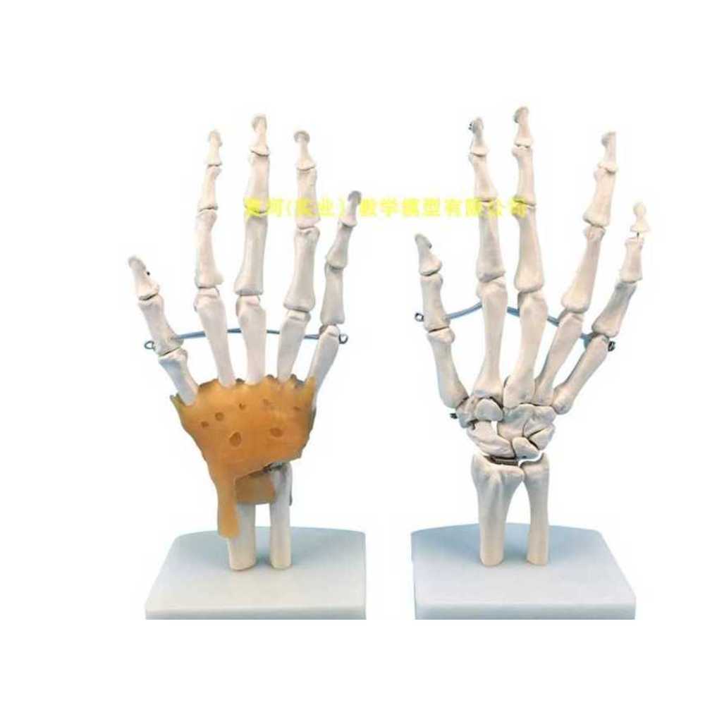해부학 뼈 엉덩이 손목 손가락 팔꿈치 모형 모델 발 교육용 병원 근육 인간 신경 과학 - 상세 이미지 2