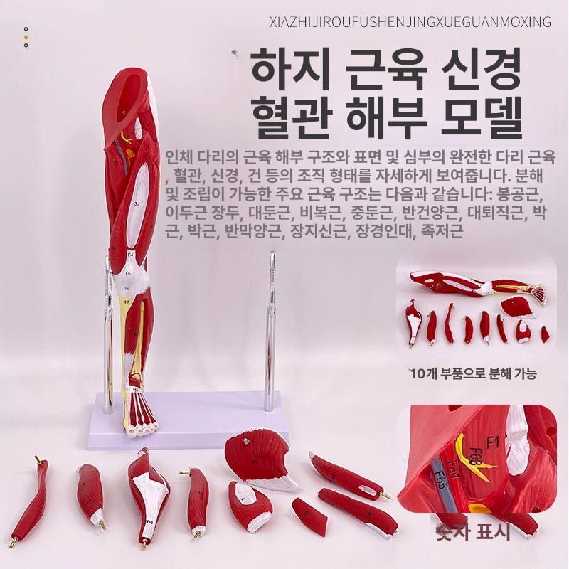 인체 근육모형 해부학 의료 병원 장기 뼈 교육용 실습용 머리 척추 도구 인간 학습용 - 상세 이미지 4