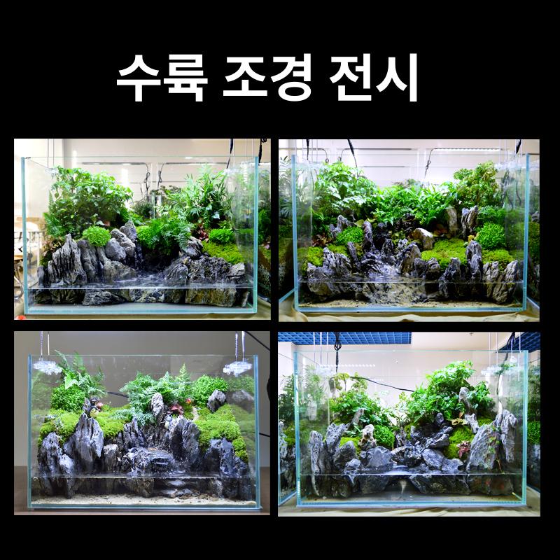 키트 테라리움 열대 포레스트 수조 어항 생이끼 비바리움 클래식 - 상세 이미지 2