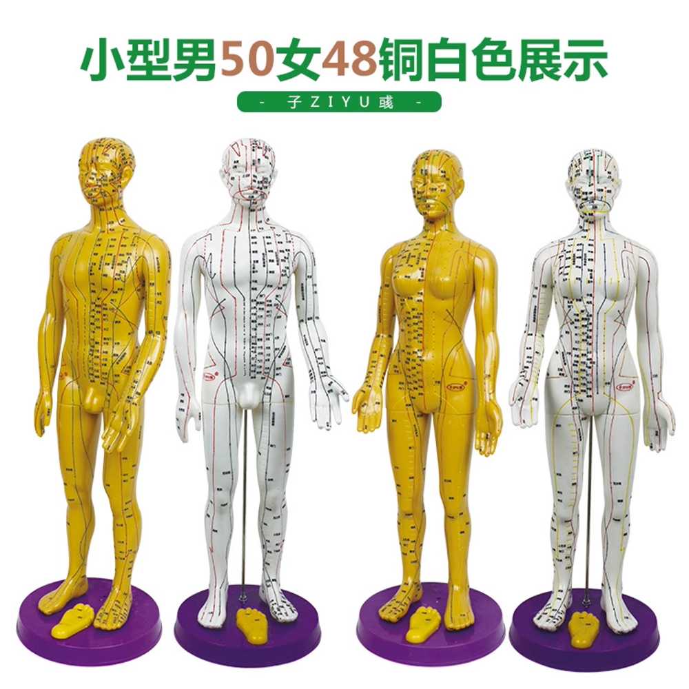 인체 자극 침술 뜸 마사지 한의학 침자리 해부학 인형 모델 교구 신체 근육 - 상세 이미지 4