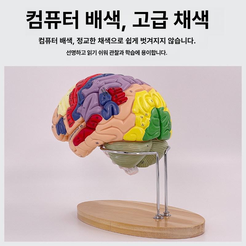 해부학 인체모형 분리 머리뼈 뇌구조 컬러 뇌혈관 해골모형 의학 골격 실습용 표본 - 상세 이미지 4