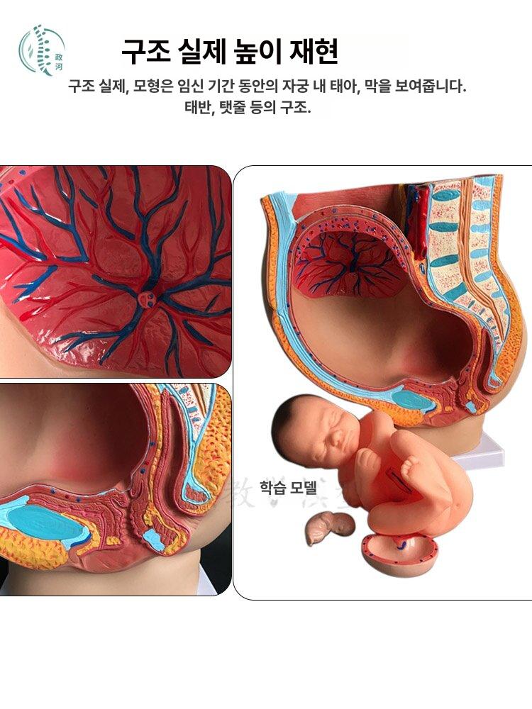 임신교육 태아모형 해부학 산모실습 산부인과 교육용 실습용 만삭 분만 병원 - 상세 이미지 4