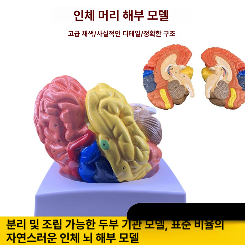 해부학 뇌 교육 모형 실제 크기 혈관 신경 조립식 과학 교구 학습 실습용 대뇌 교보재 - 상세 이미지 5