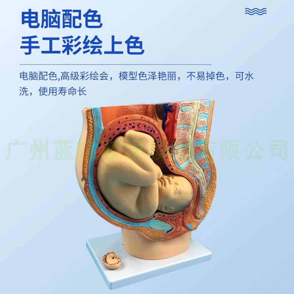 자궁 모형 임산부 골반강 인체 배아 만삭태아 여성 실습 교구 학습 난소 성장 보건 - 상세 이미지 3