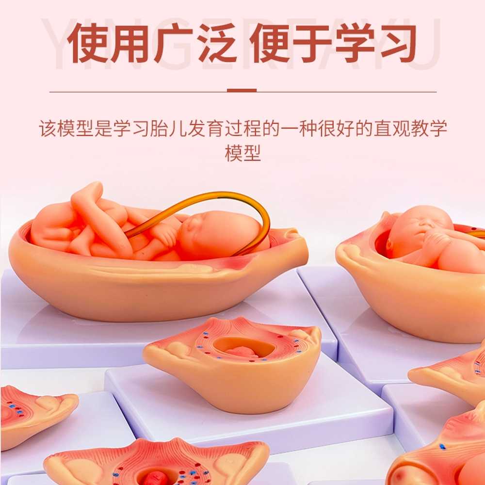 자궁 모형 임산부 골반강 인체 배아 만삭태아 여성 실습 교구 학습 난소 성장 보건 - 상세 이미지 4