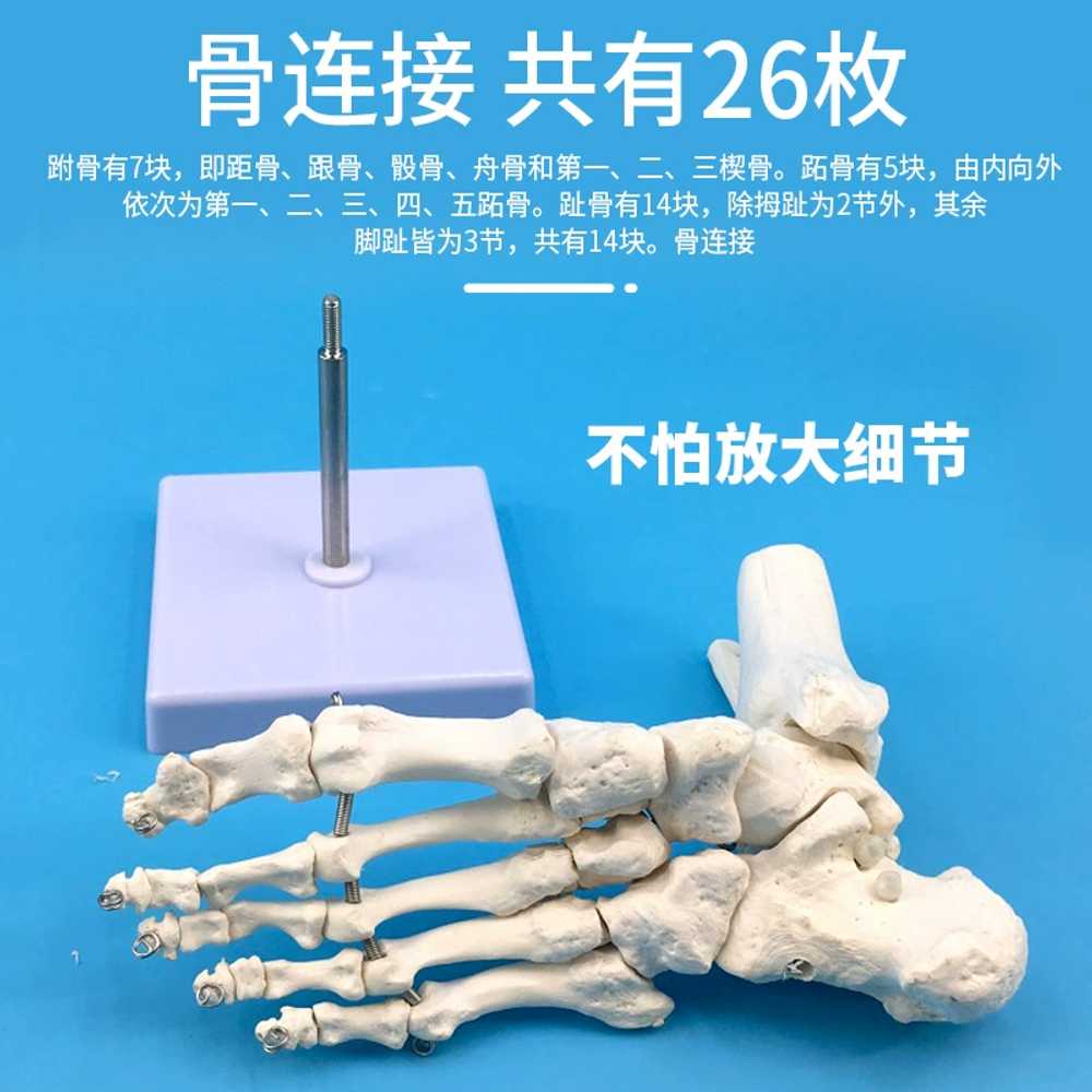 구조 평발 모델 해부학 교육용 병원 발뼈모형 의학 시뮬레이션 정형외과 과학 무인대 - 상세 이미지 2