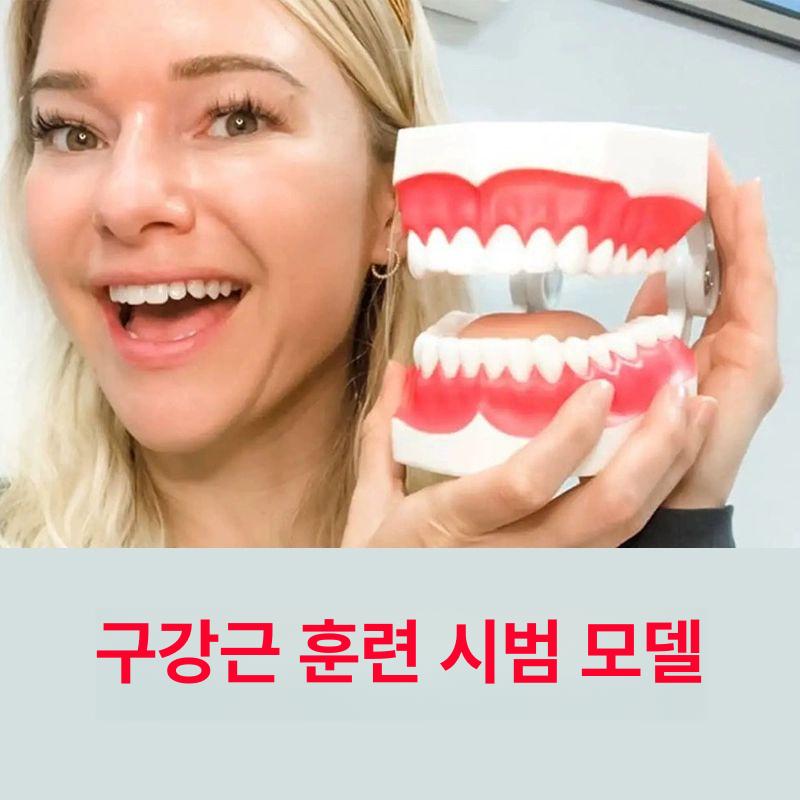 구강모형 치과모형 덴티폼 실습용 이빨모형 구강구조 교육용 덴탈 - 상세 이미지 4