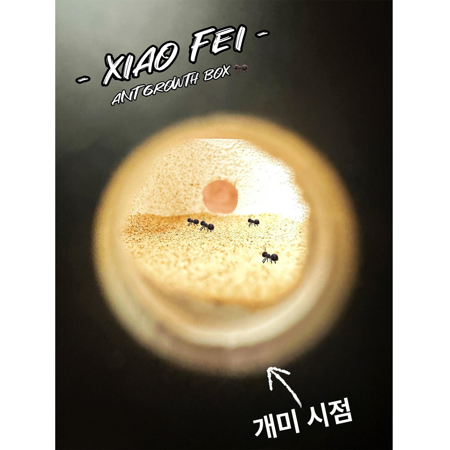 개미 사육 채집 세트 야외 먹이 채집통 둥지 개미집 아크릴 파충류 하우스 투명 키트 - 상세 이미지 4