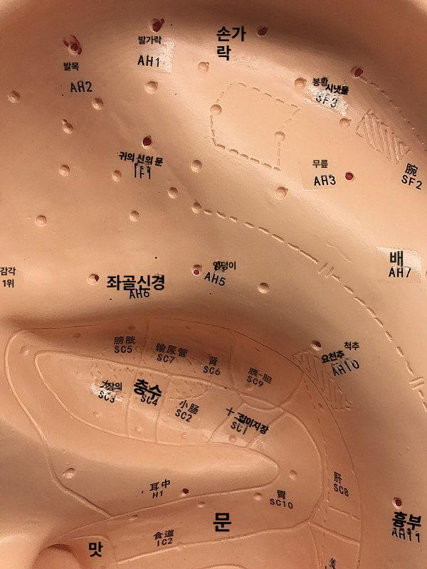 3D 인체모형 귀 모델 지압점 해부학 실험실 모형 인체 인체해부학 - 상세 이미지 4