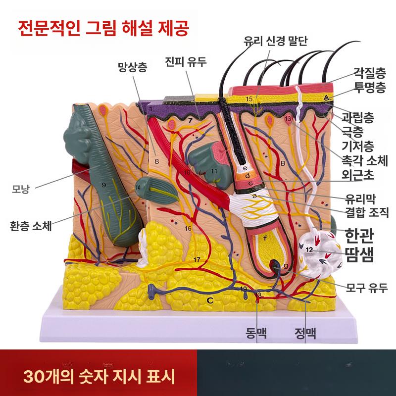 피부층 모형 교육용 인체 해부도 진피 조직 인체모형 해부도 의료용 - 상세 이미지 2